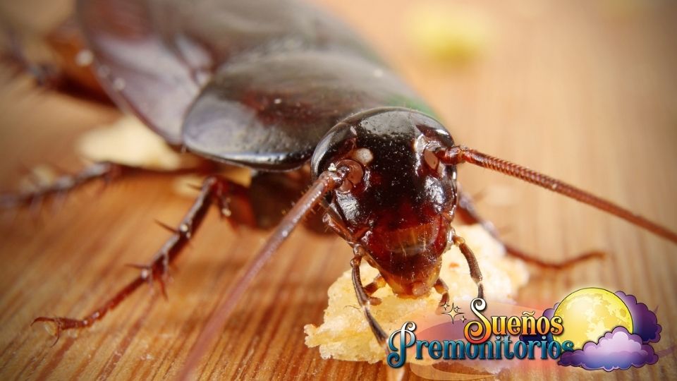 cucaracha alimentandose