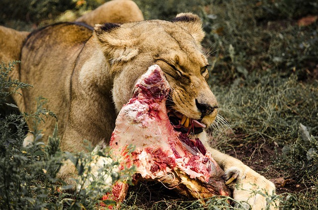 leon comiendo