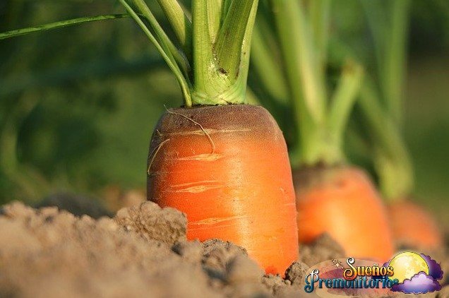 sonar con plantar zanahorias